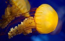Descubren una nueva especie de medusa que sólo pica a los habitantes de Granada capital