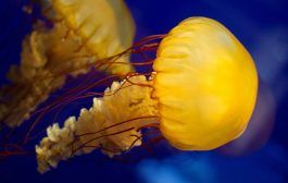 Descubren una nueva especie de medusa que sólo pica a los habitantes de Granada capital