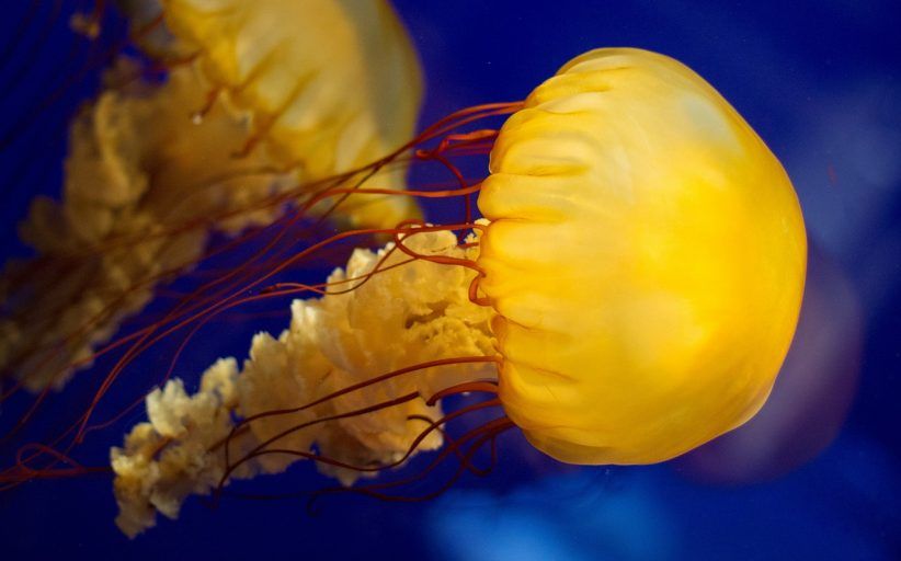 Descubren una nueva especie de medusa que sólo pica a los habitantes de Granada capital